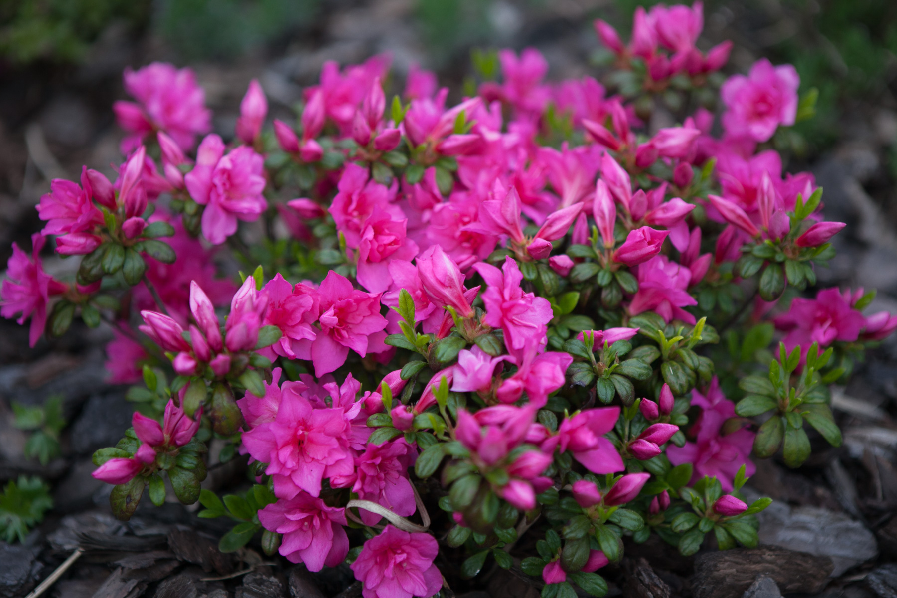 Azalia japońska 'Melina'