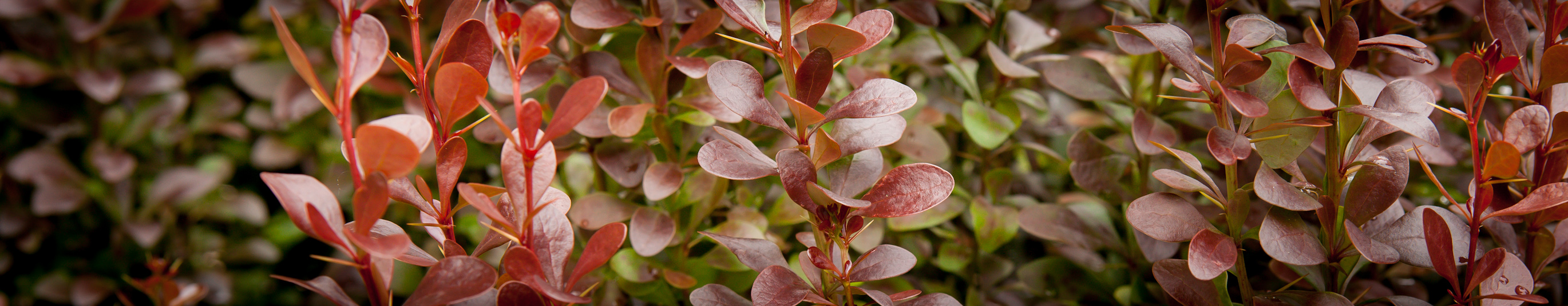 Berberys Thunberga 'Red Pillar'