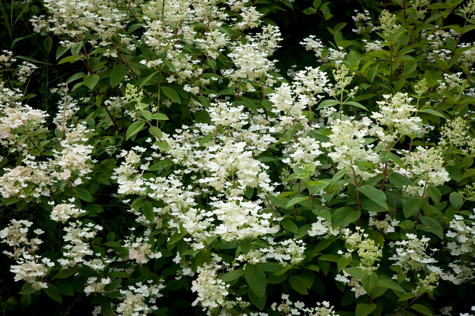 Hortensja bukietowa Dart's Little Dot